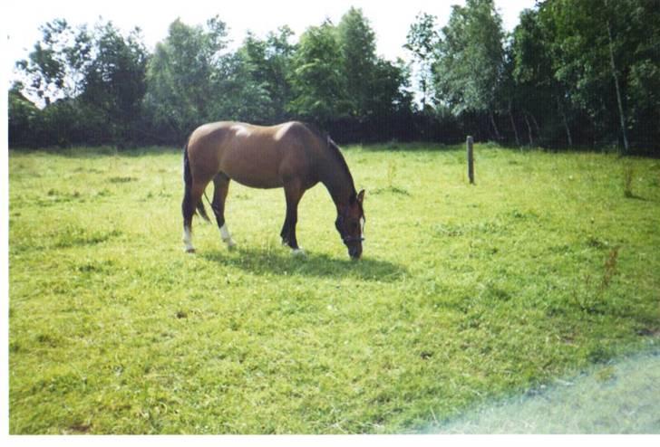 Oldenborg stidsbjergs Jarl  "DØD" billede 18