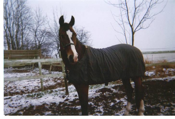 Oldenborg stidsbjergs Jarl  "DØD" - vinter 1999 billede 19