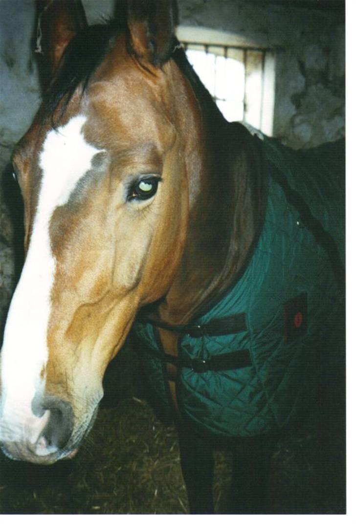 Oldenborg stidsbjergs Jarl  "DØD" billede 20