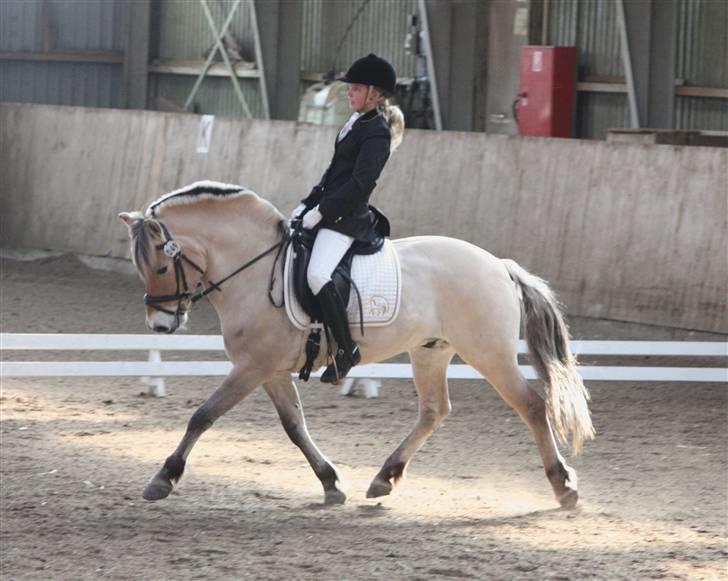 Fjordhest Idol Fuglsang SOLGT - Stævne i Revsø første La1 til 64,14 % Tak til  Ditte Jorsal billede 20