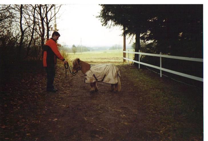 Shetlænder Junker himmelhest billede 8