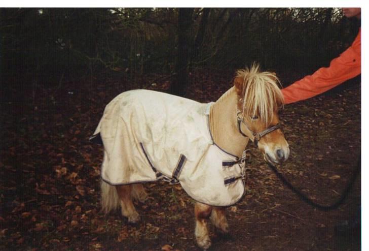 Shetlænder Junker himmelhest billede 9