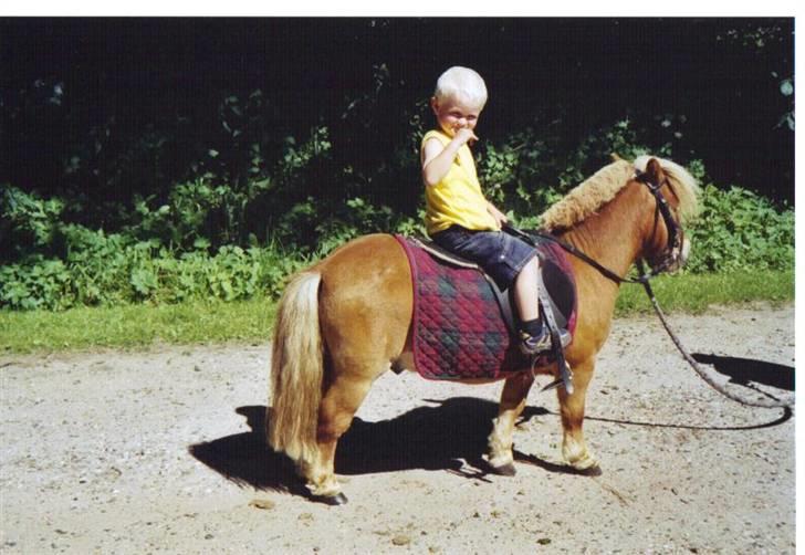 Shetlænder Junker himmelhest billede 10