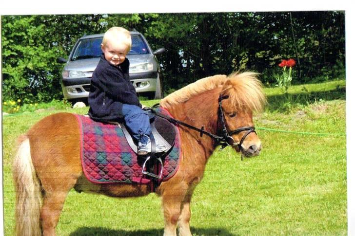 Shetlænder Junker himmelhest billede 12