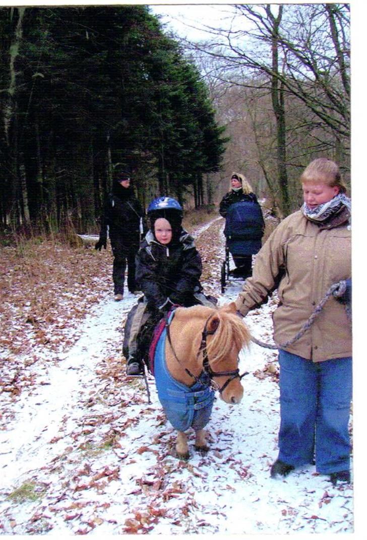 Shetlænder Junker himmelhest billede 13