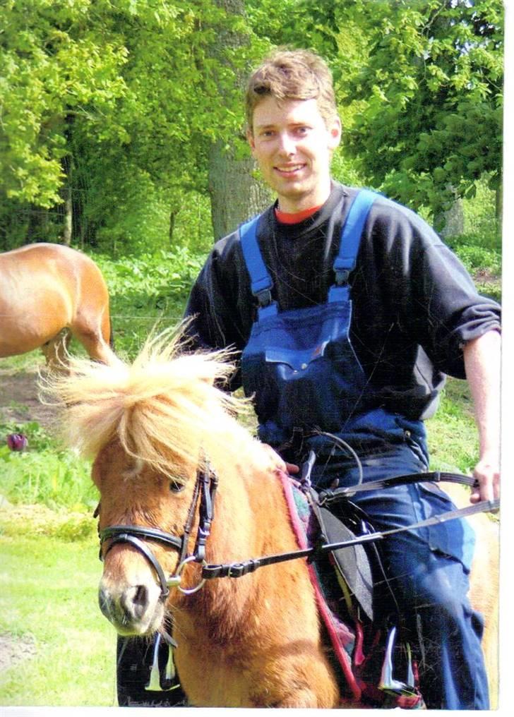 Shetlænder Junker himmelhest billede 15