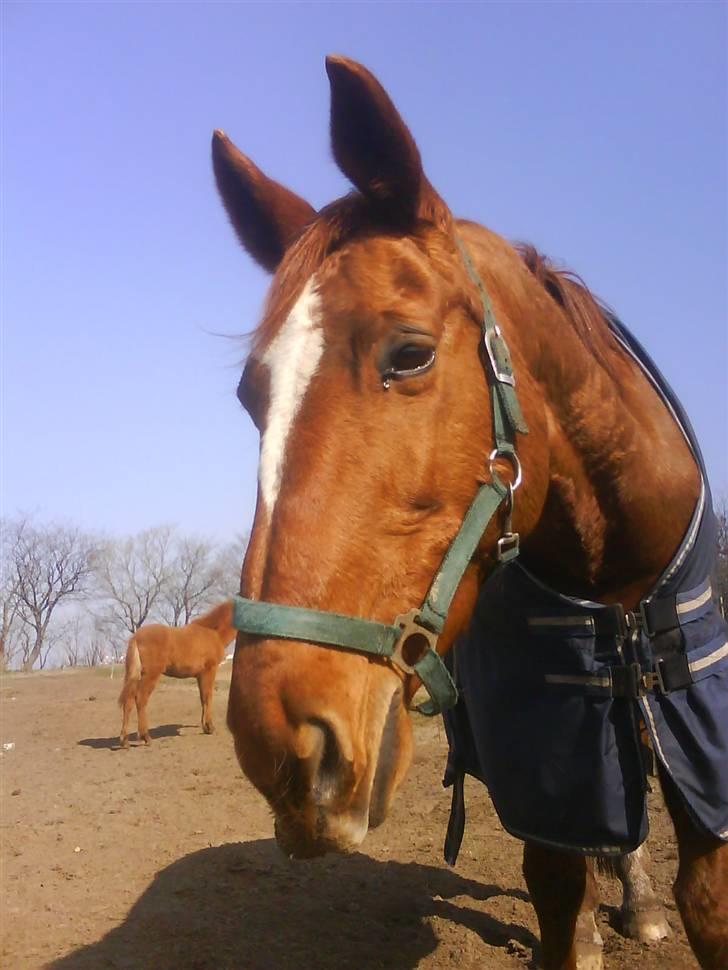 Dansk Varmblod Dane-vangs Red Lady SOLGT billede 1