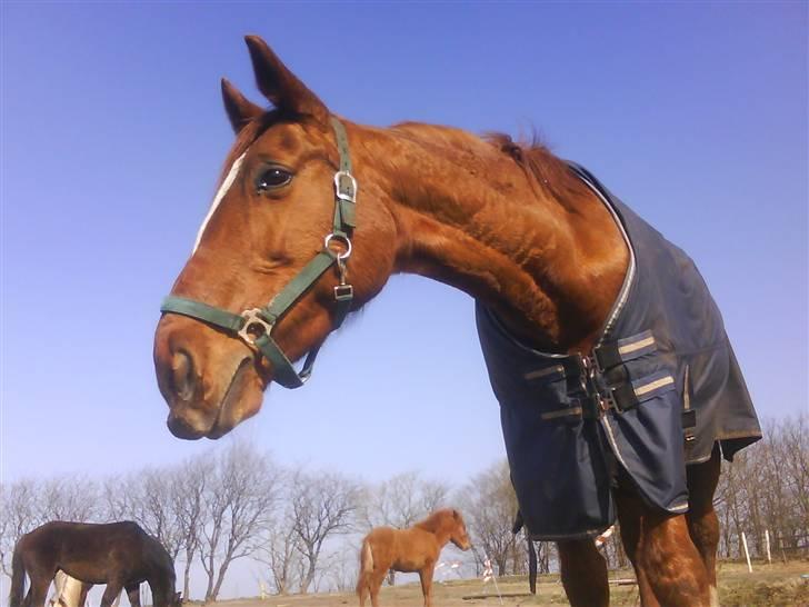 Dansk Varmblod Dane-vangs Red Lady SOLGT billede 2