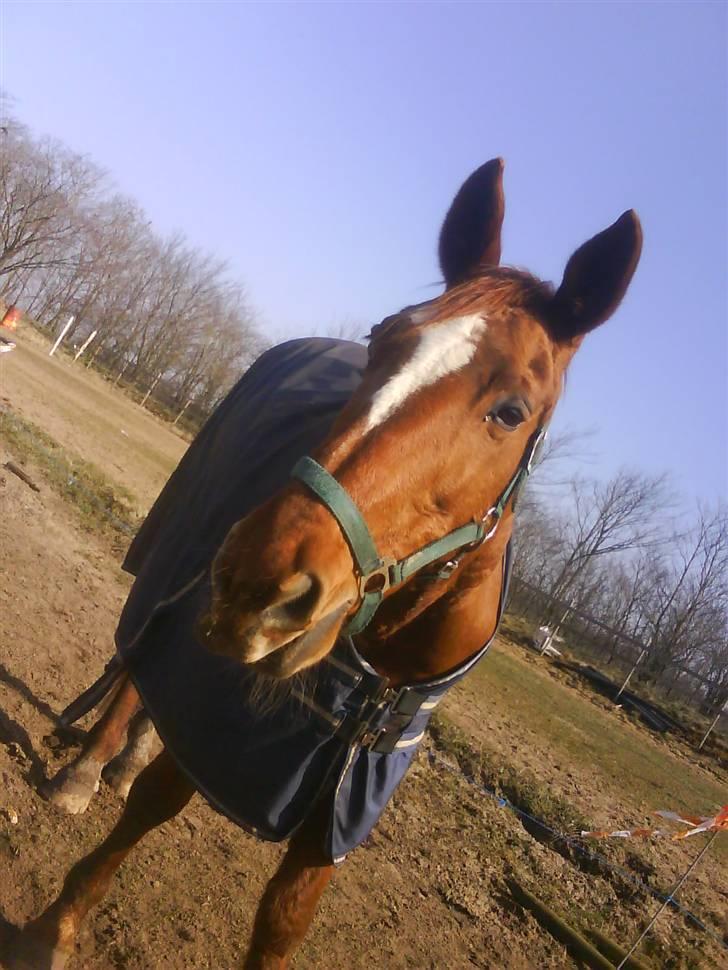 Dansk Varmblod Dane-vangs Red Lady SOLGT billede 3