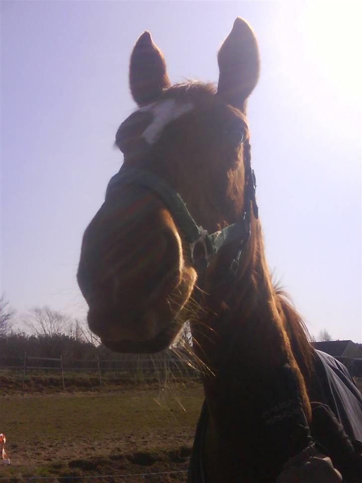 Dansk Varmblod Dane-vangs Red Lady SOLGT billede 4