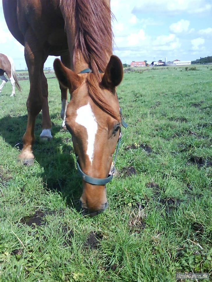 Dansk Varmblod Dane-vangs Red Lady SOLGT billede 5