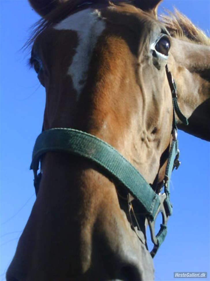Dansk Varmblod Dane-vangs Red Lady SOLGT billede 6