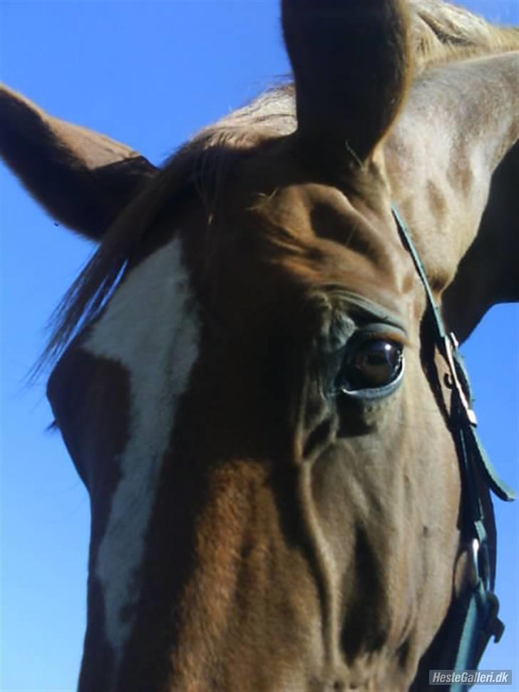 Dansk Varmblod Dane-vangs Red Lady SOLGT billede 7