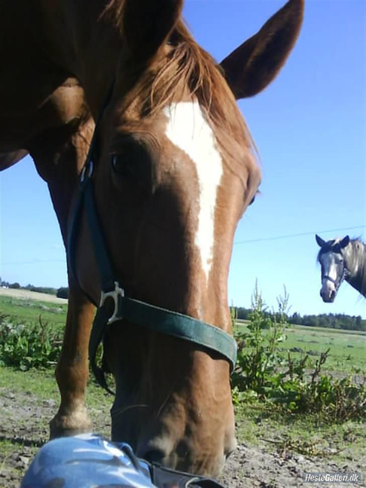 Dansk Varmblod Dane-vangs Red Lady SOLGT billede 8