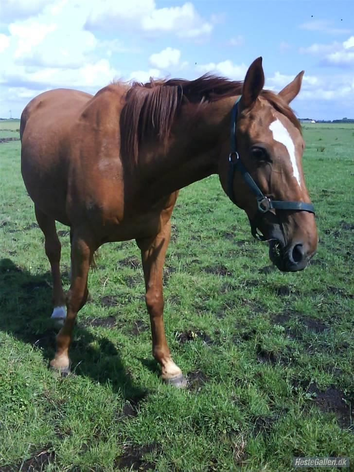 Dansk Varmblod Dane-vangs Red Lady SOLGT billede 9