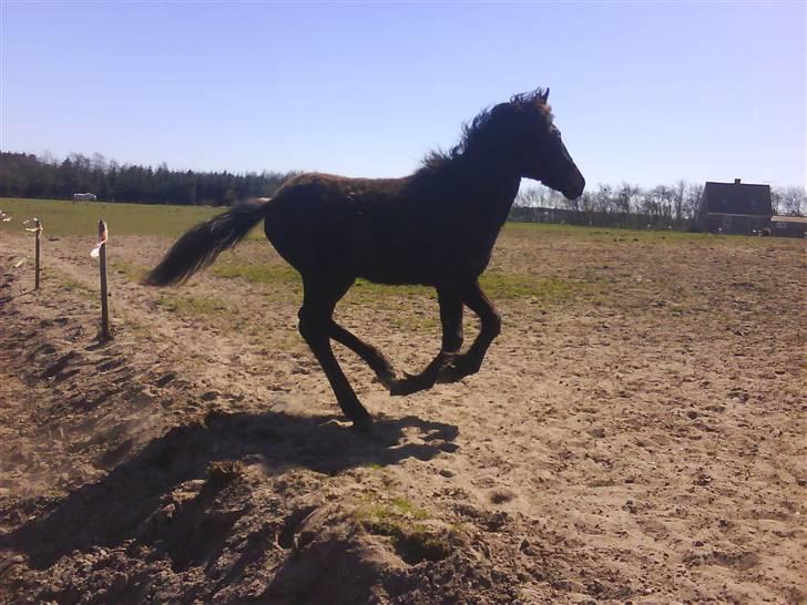 Anden særlig race Lundgaards Mulan billede 19