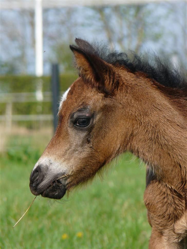 New Forest CK Chanell billede 17