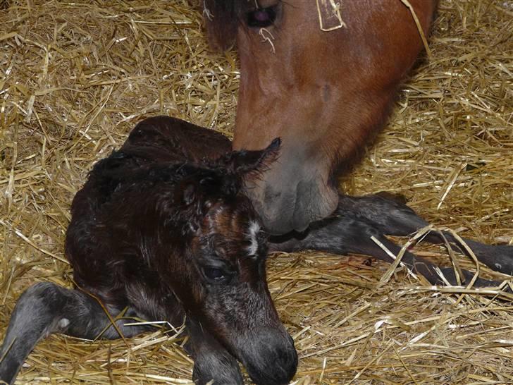 New Forest CK Chanell billede 18