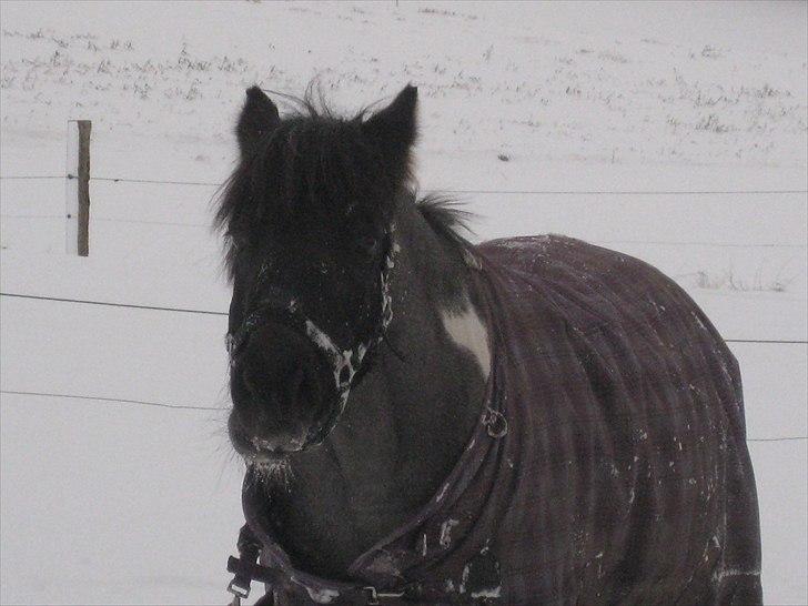 Anden særlig race Camelot B-pony. R.I.P - <3..! Jeg er en FED LILLE PONY, DER ÆDER DAGEN LANG, OG NÅR DET SÅ BLIVER AFTEN SÅ SYNGER JEG, NÅR NEJ SÅ ÆDER JEG OGSÅ! :D billede 7