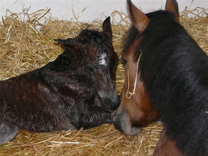 New Forest CK Chanell billede 19