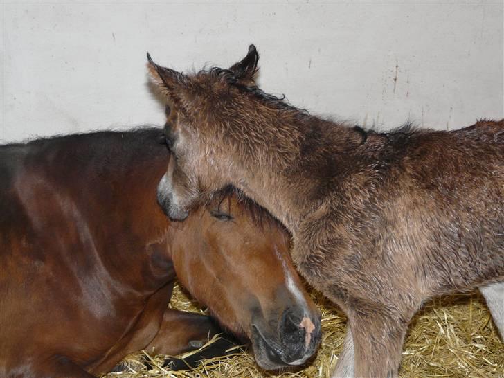 New Forest CK Chanell billede 20