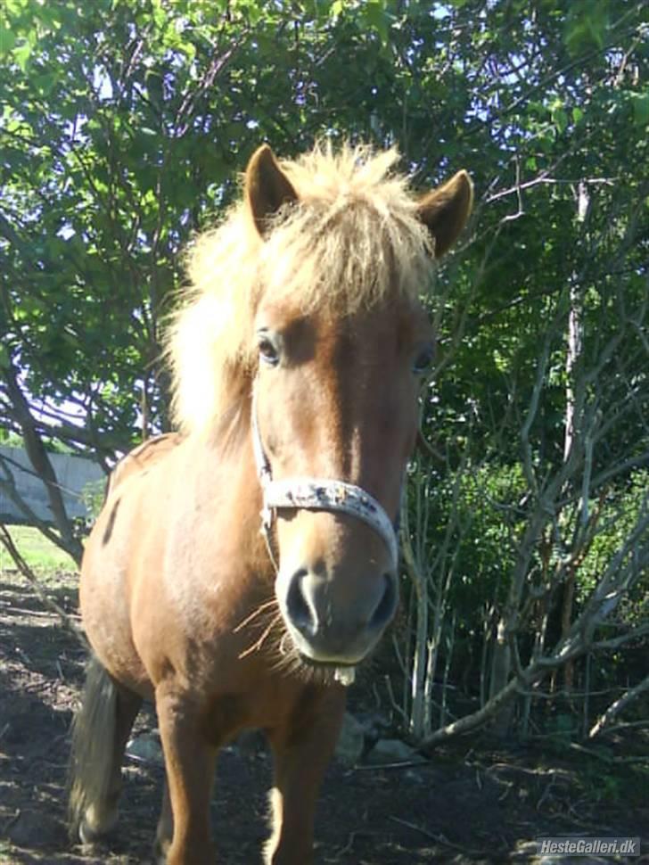 Islænder Silja åsted Mølle billede 1