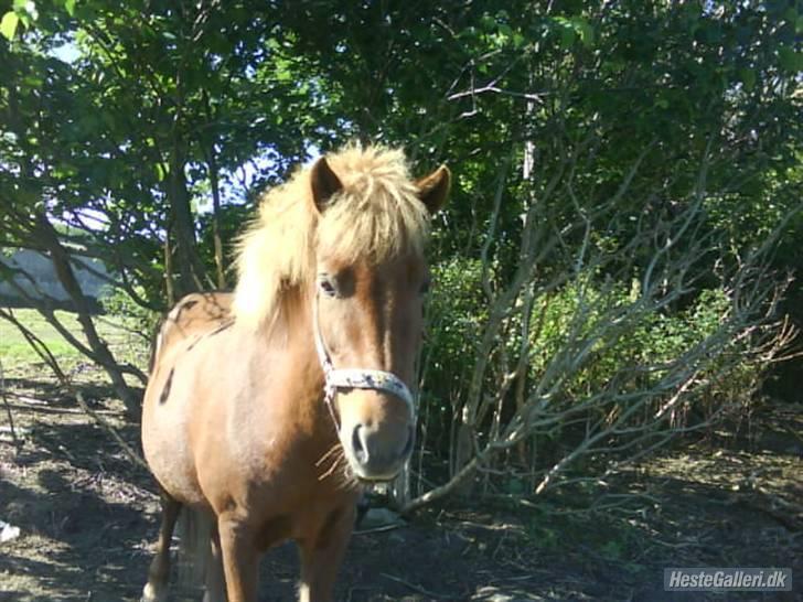 Islænder Silja åsted Mølle billede 2