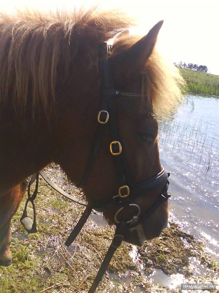 Islænder Silja åsted Mølle billede 3