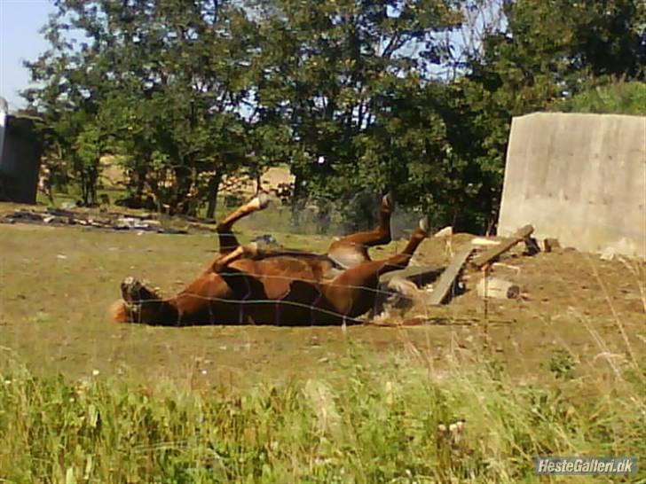 Islænder Silja åsted Mølle billede 4