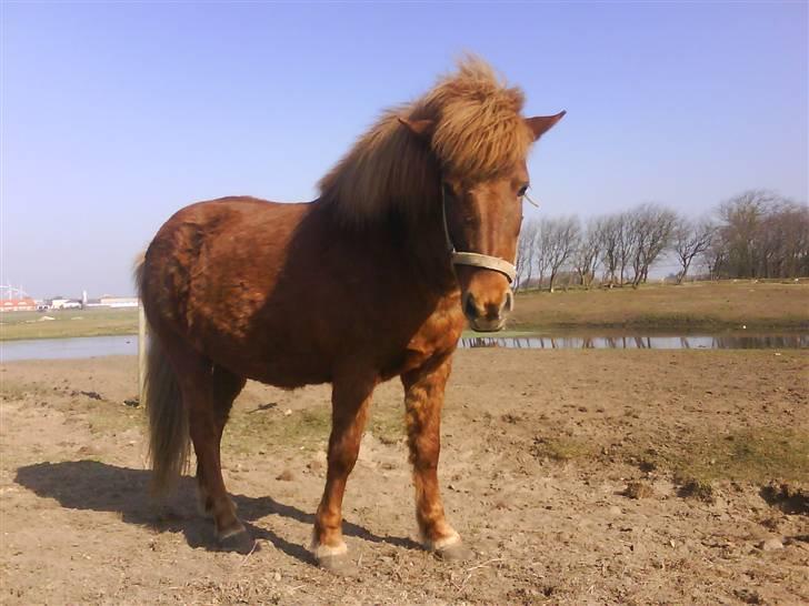 Islænder Silja åsted Mølle billede 5