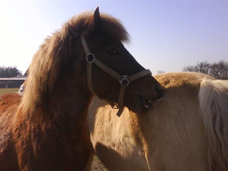 Islænder Silja åsted Mølle billede 6