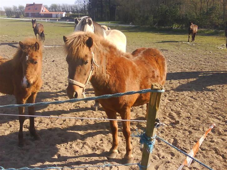 Islænder Silja åsted Mølle billede 7