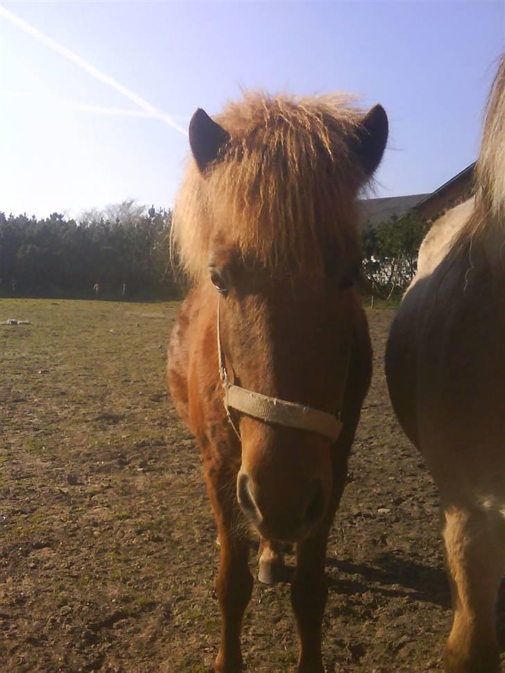 Islænder Silja åsted Mølle billede 8