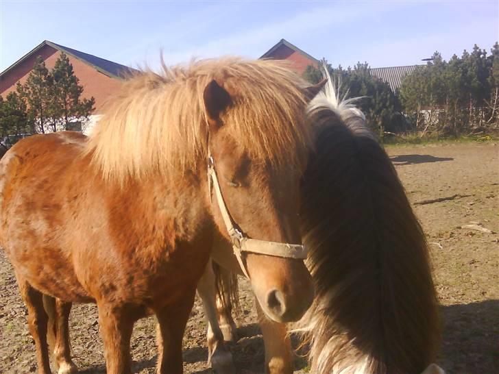 Islænder Silja åsted Mølle billede 9