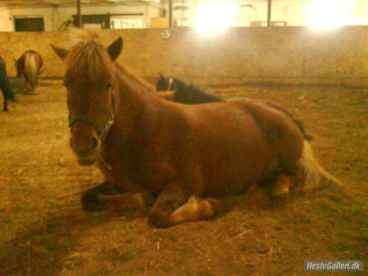 Islænder Silja åsted Mølle billede 10