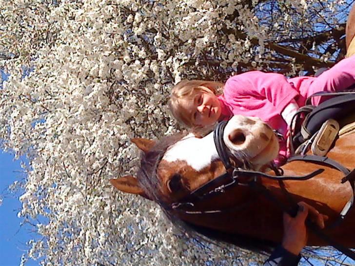 New Forest Judy SOLGT - Smukt..! billede 15