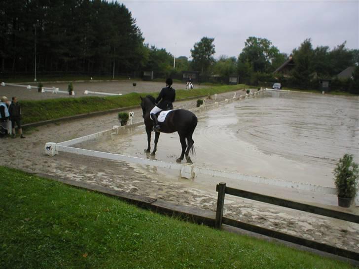 Oldenborg Moonlight Shadow - Dette er til distrektsmesterskab 2008 billede 1