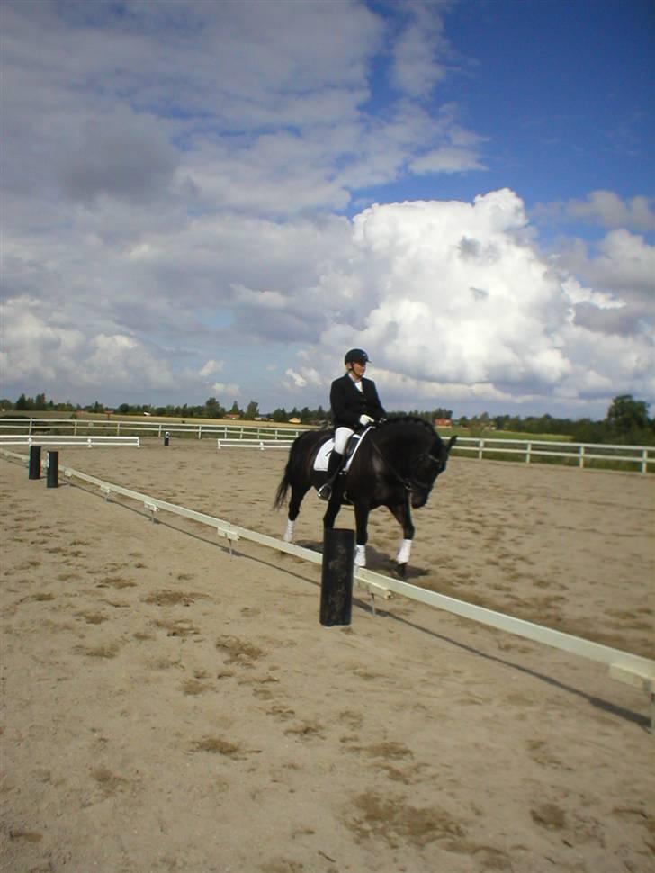 Oldenborg Moonlight Shadow - også dette billede 5