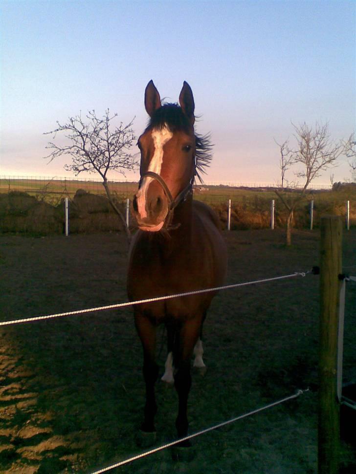 Anglo Araber (AA) Almera Mosebo X SOLGT billede 20