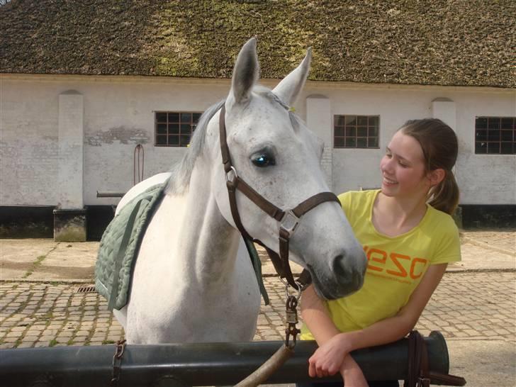 Arabisk fuldblod (OX) Annabel  - igang med at sadle op billede 6