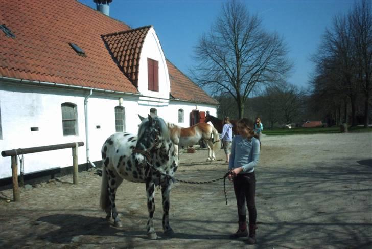 Anden særlig race Shapelou - Shappes fødselsdag :) Tillykke <3 billede 8