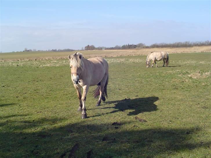 Fjordhest Højgårds Gabby - Næsten 3 år billede 17
