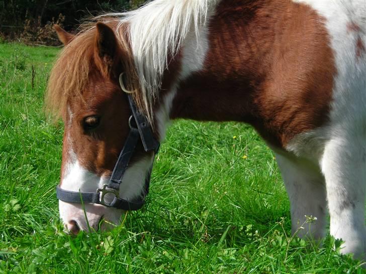 Anden særlig race Prins billede 4