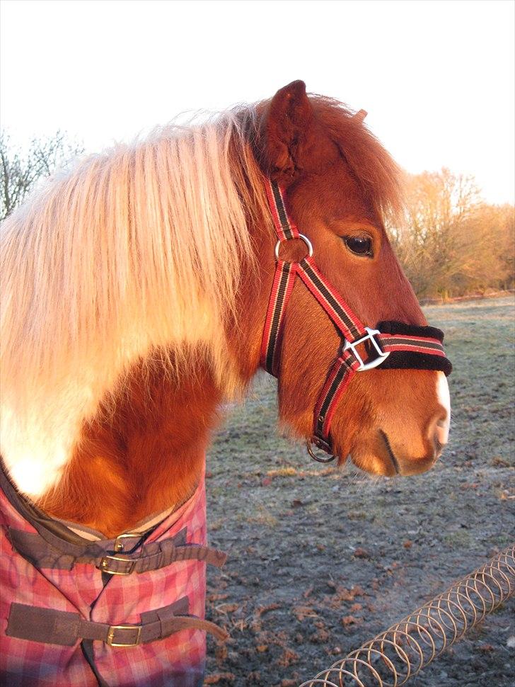 Anden særlig race Prins - vinter 27-01-2011 billede 5