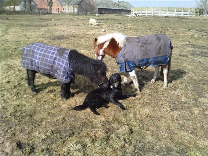 Anden særlig race Prins billede 6