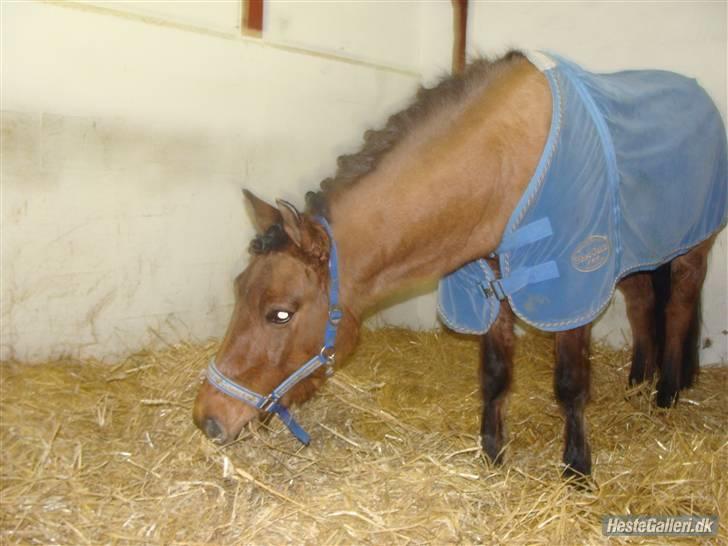 Anden særlig race Muldeberg - hygge i boksen  <3 FOTO: as billede 16