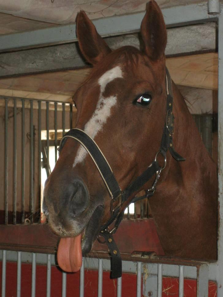 Fuldblod (XX) MINI DANCER *RIP* billede 13