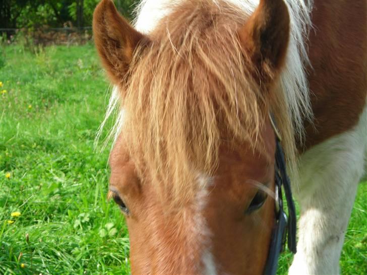 Anden særlig race Prins billede 7
