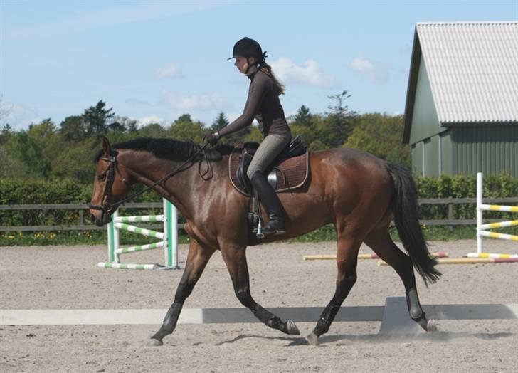 Fuldblod (XX) Capzeda xx - Fin afslappet trav. Maj 09. billede 15