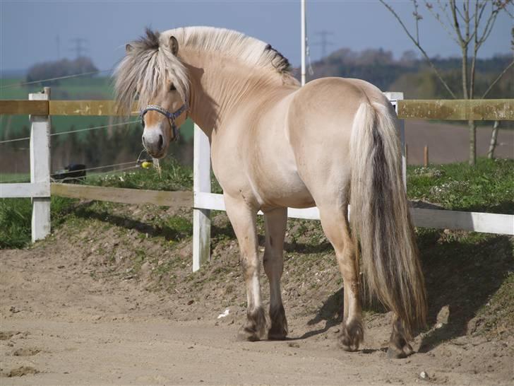 Fjordhest Unik Frølunde (solgt) - 20/4-09 billede 14